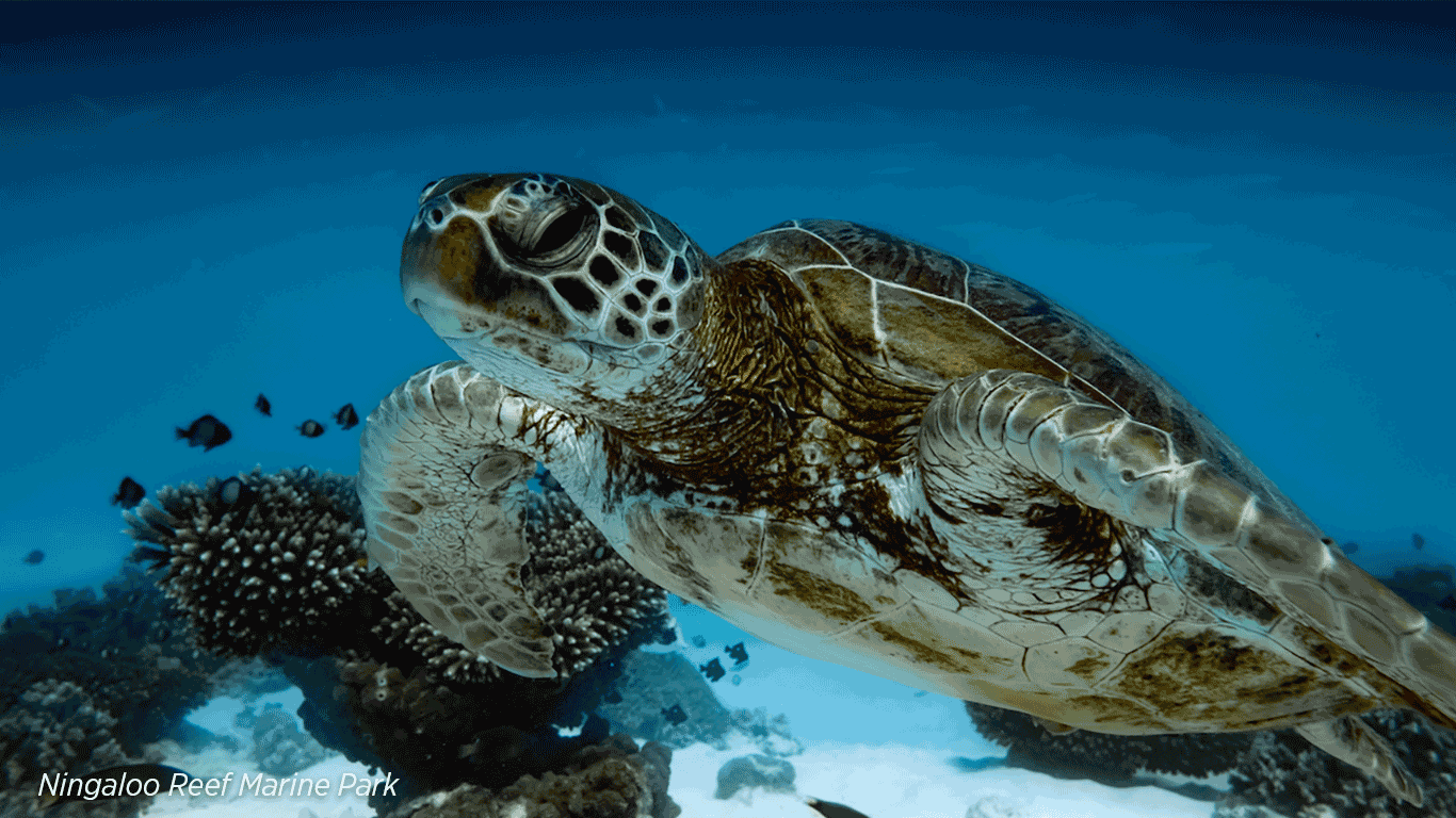 Ningaloo Reef