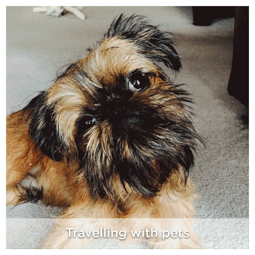 Travelling with pets