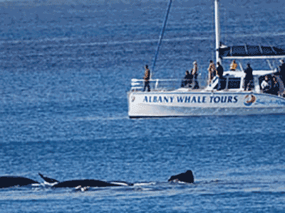 ALBANY WHALE TOURS