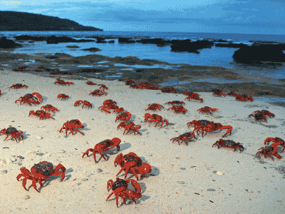 CHRISTMAS & COCOS (KEELING) ISLANDS