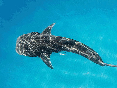 NINGALOO VISITOR CENTRE