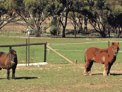 LAVENDALE FARMSTAY & COTTAGES