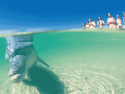 SHARK BAY DISCOVERY & VISITOR CENTRE